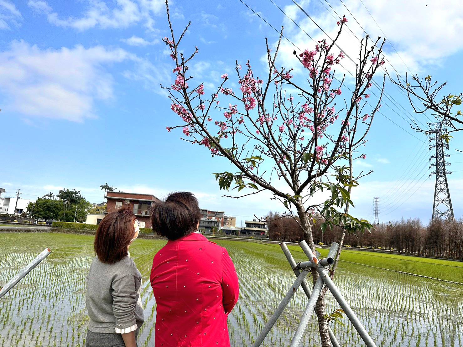 羅莊櫻花步道