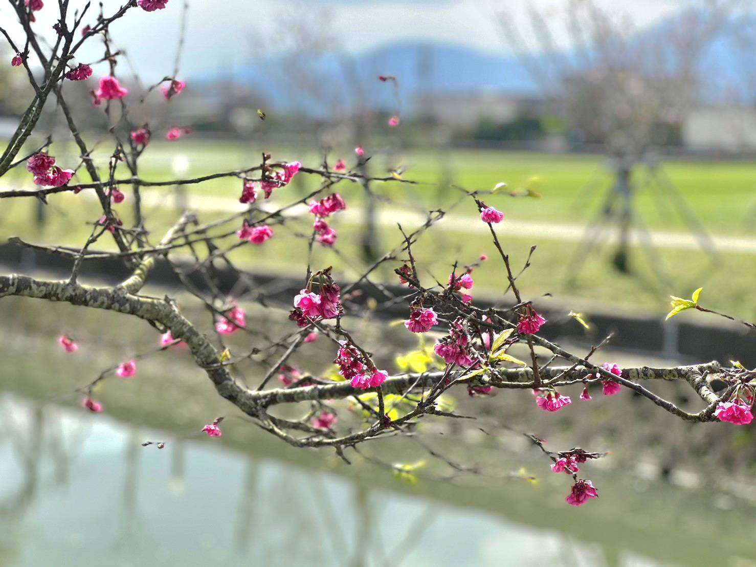 羅莊櫻花步道