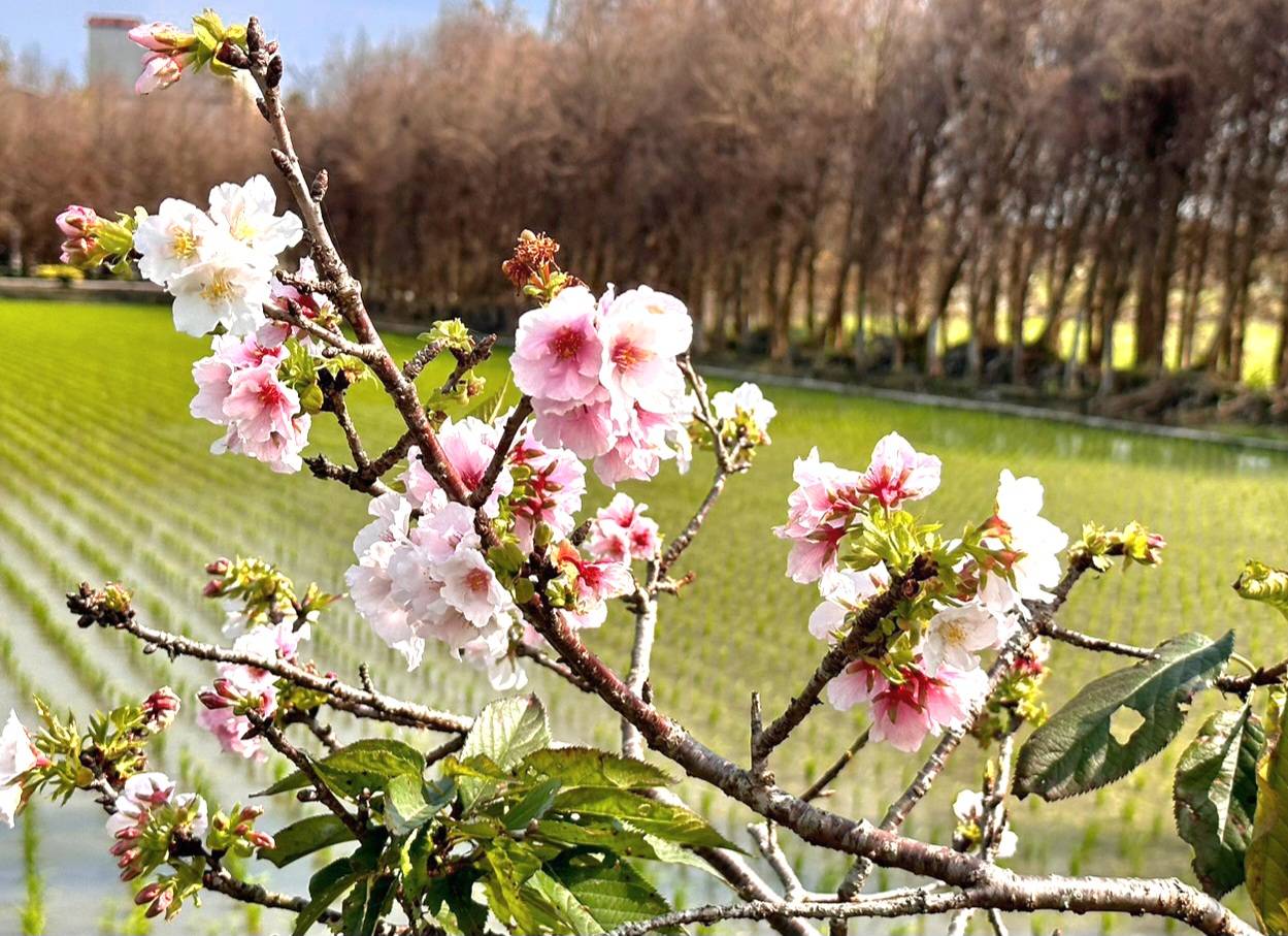 羅莊櫻花步道