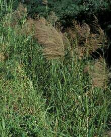 『蘆竹』──主要長在較內陸的河邊泥灘或河岸土質地上