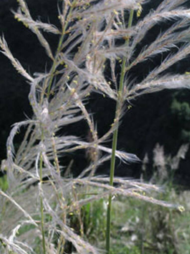 『甜根子草』──主要長在河床砂礫地上(圖片來源:臺灣生態學會理事長楊國禎)