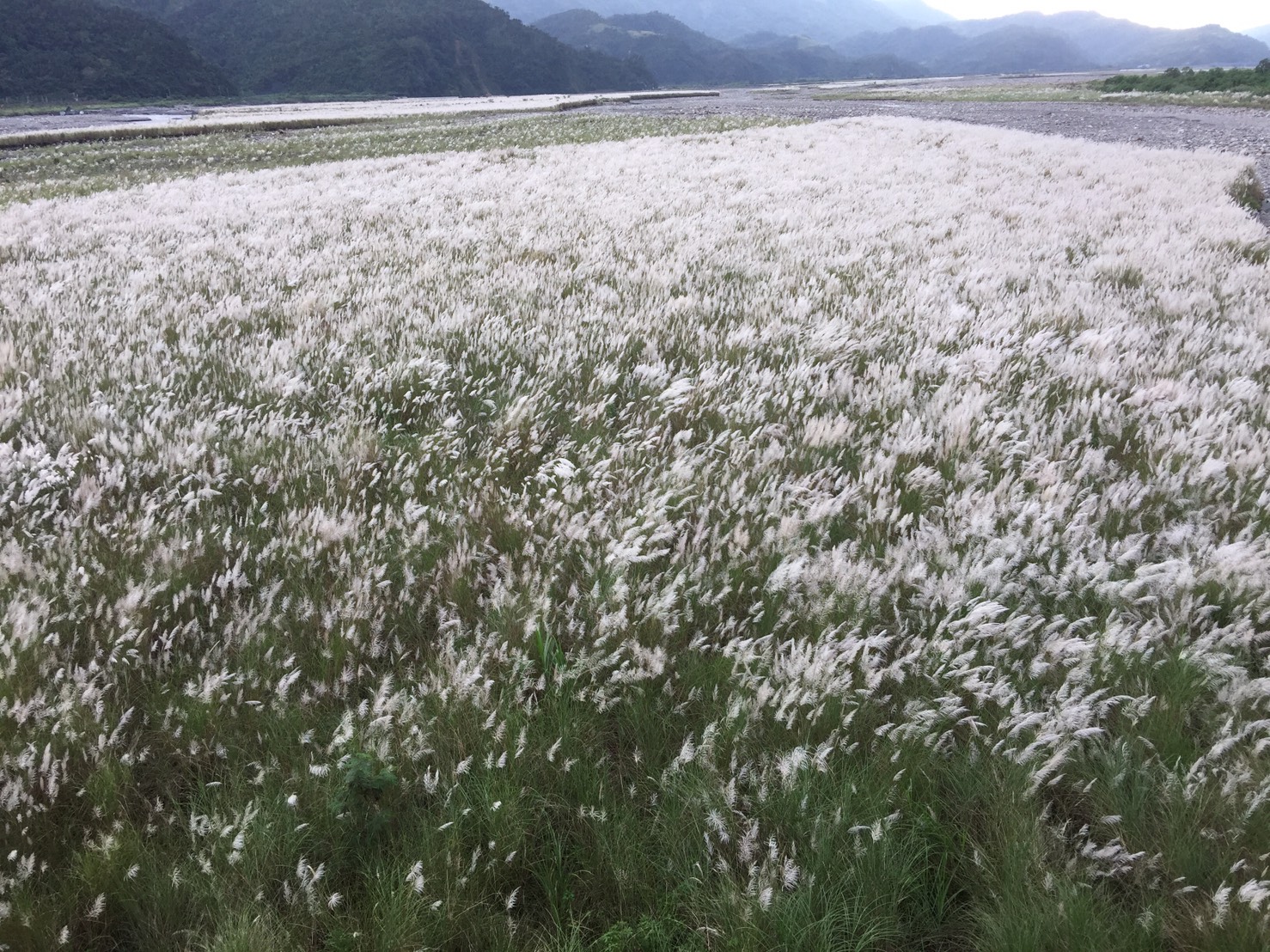 三星天送埤泰雅橋下河谷一望無際的芒花海