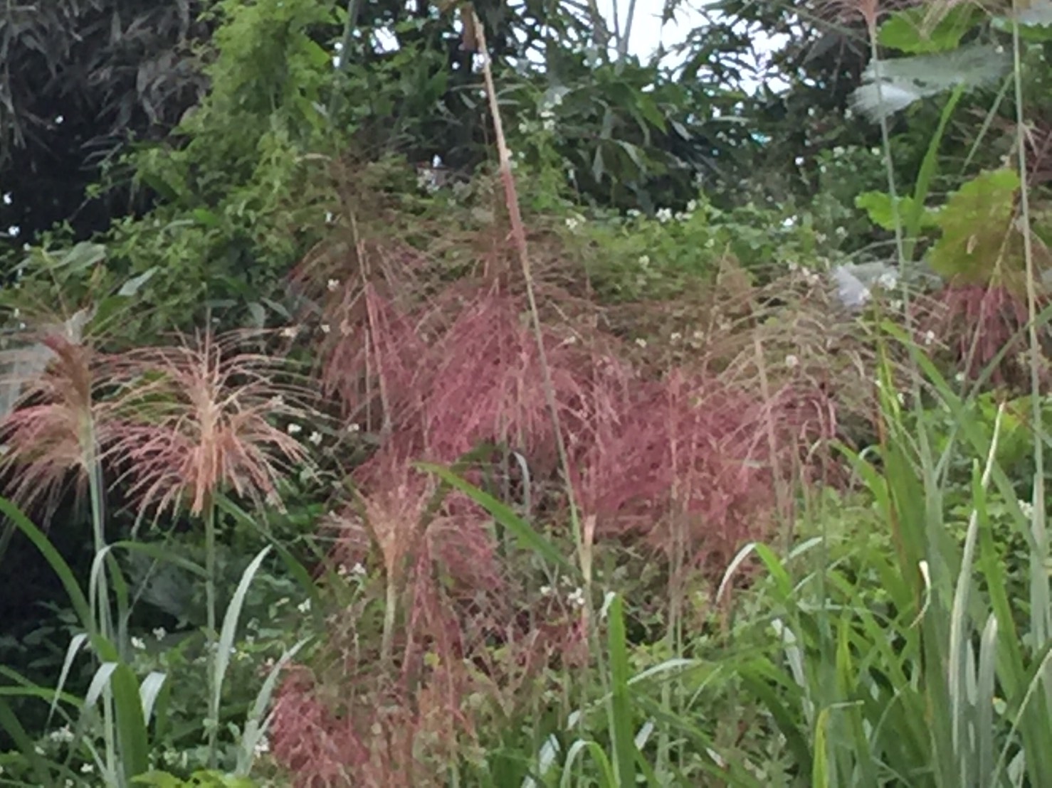 乍開的芒花欲語還休