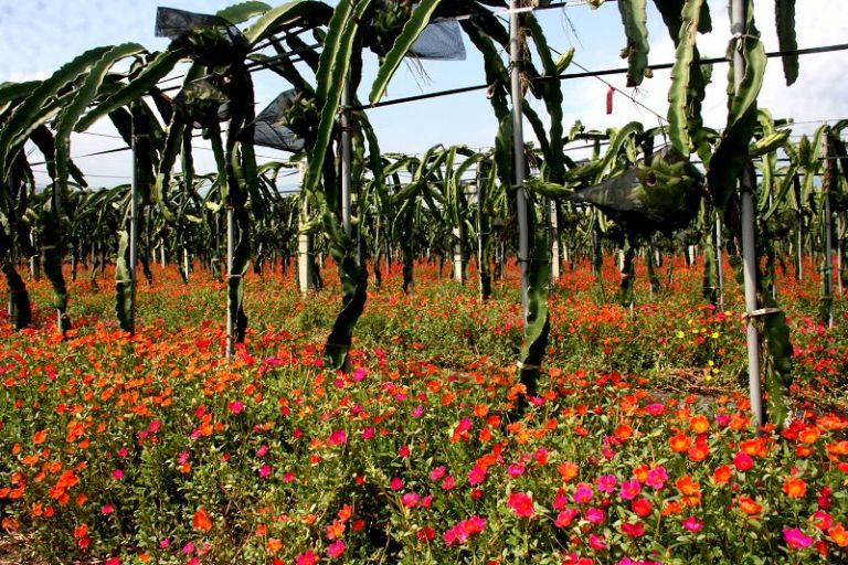 紅龍果株下種植馬齒牡丹俏麗又可抑制雜草叢生【影音新聞】