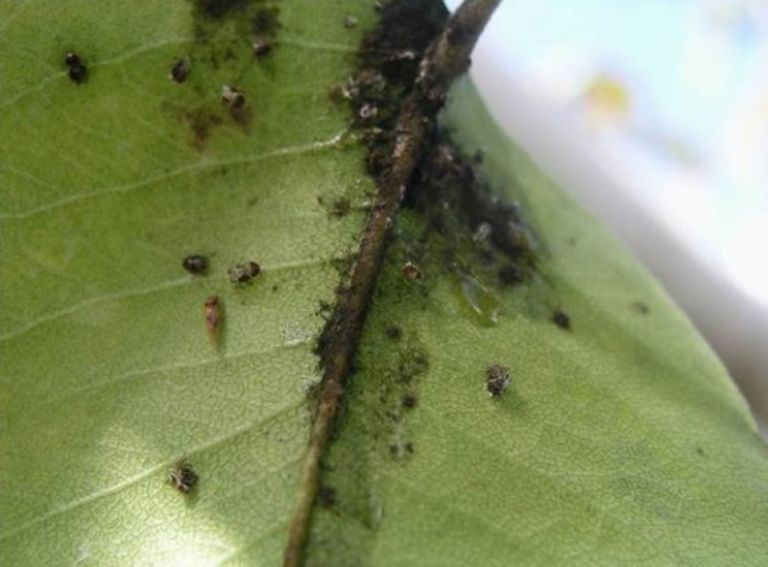 三星上將梨遭受梨木蝨為害農會啟動共同防治作業