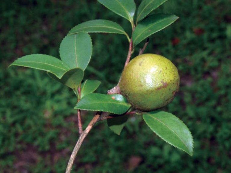 冬山鄉公所鼓勵茶農種植油茶樹提高經濟價值