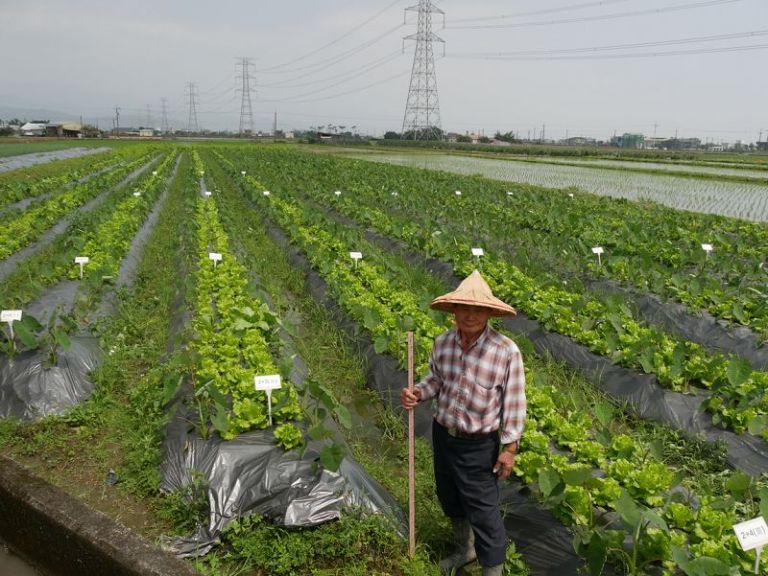 有機檳榔心芋間作福山萵苣 一兼兩顧農民大獲其利