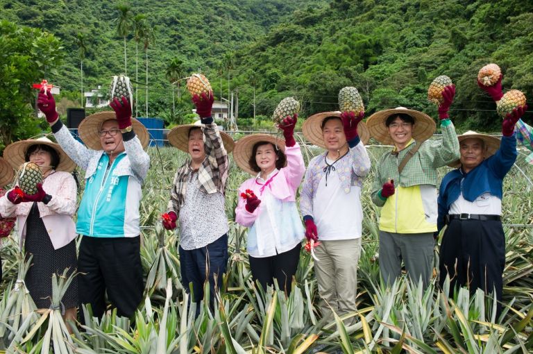 北部唯一鳯梨產區 百年歷史「二湖鳳梨」上市了！