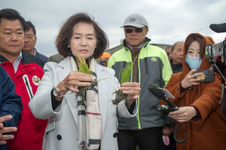 缺水寒害 壯六地區一期稻作秧苗黃化 農業處：建請中央比照農業天然災害救助辦法 【影音新聞】