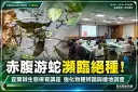 赤腹游蛇列國家極危物種！宜蘭集結第一線保育人員擴大觀察通報