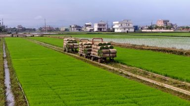 引進日本優良稻作技術 壯圍擴大「越光米」育種