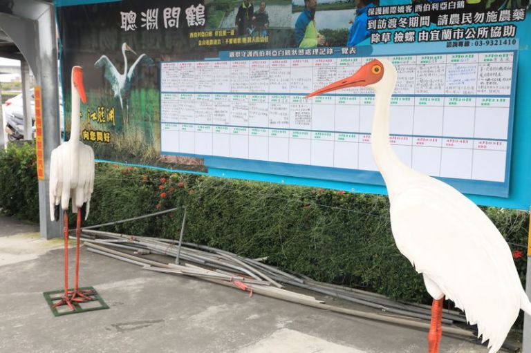 西伯利亞白鶴失踨十天～不告而別飛回北方？