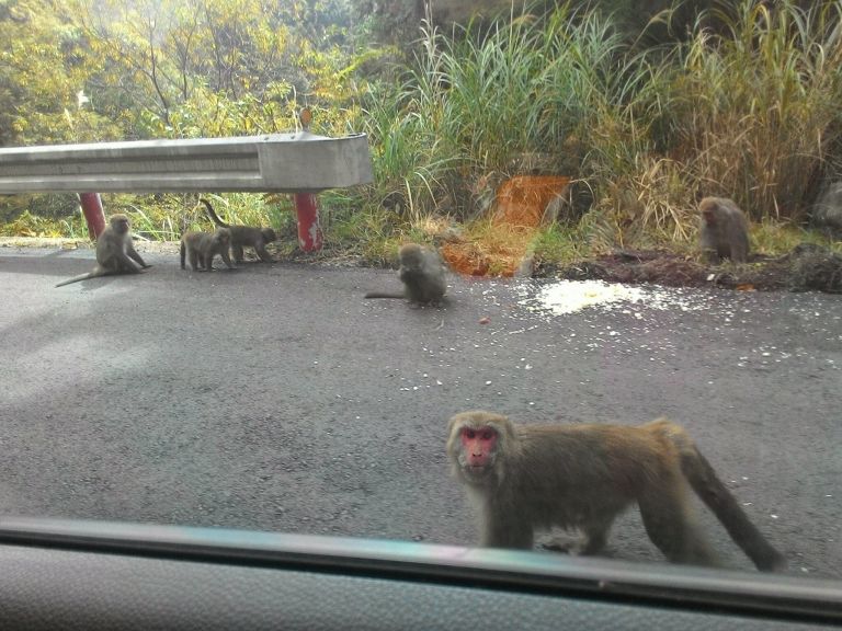 報復性出遊?獼猴頻出現太平山區 林務局呼籲遊客勿餵食