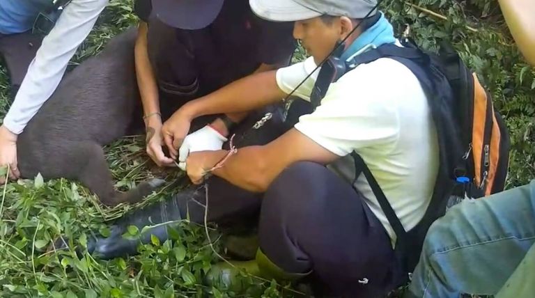 長鬃山羊誤入獵人陷阱 羅東林管處巡山員成功救援【影音新聞】