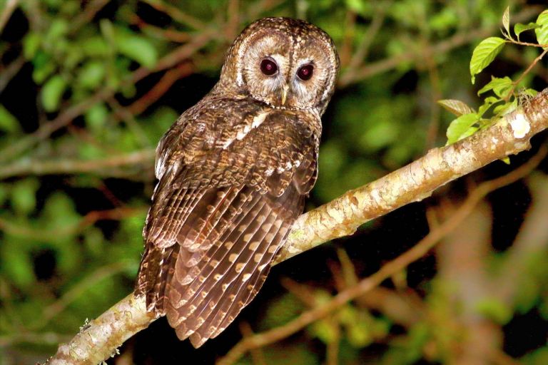 太平山夜探貓頭鷹 羅東林管處已排定3場次期日