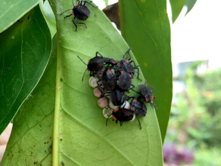 荔枝椿象受到驚嚇會分泌強酸液體民眾切勿抓來把玩