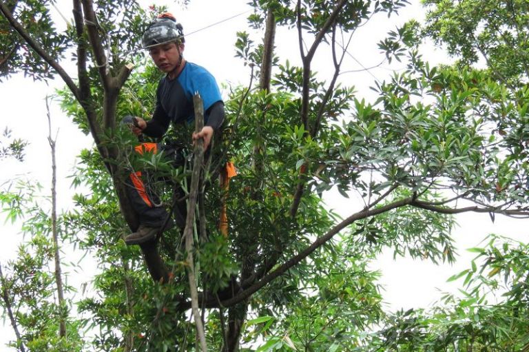 太平山國家森林遊樂區 進行樹木養護遊安請注意安全