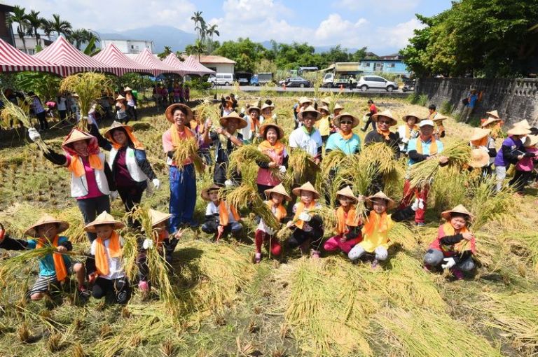 順安國小學童下田割稻 親自體驗農民的辛勞