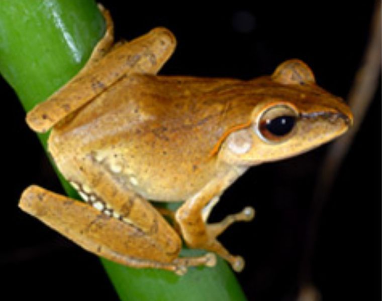 斑腿樹蛙入侵宜蘭縣 縣府呼籲一起檢舉生態奧客