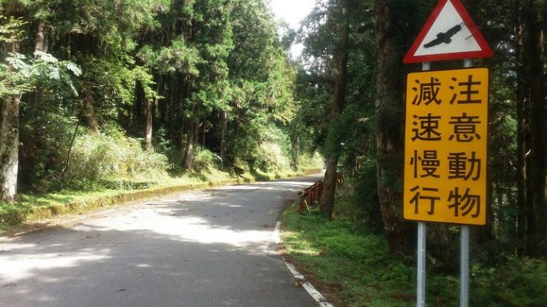 避免野生動物路殺事件 太平山設置減速慢行告示牌