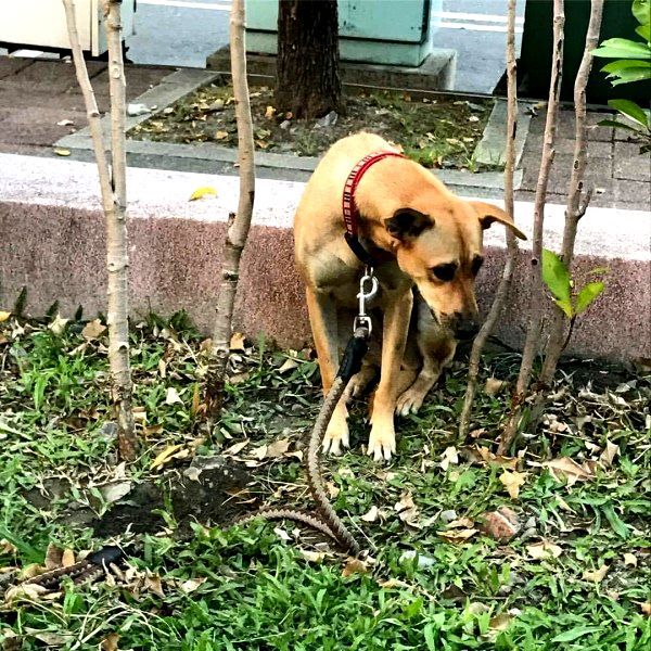 狗狗被蛇咬住不放 消防隊免驚是狗繩啦