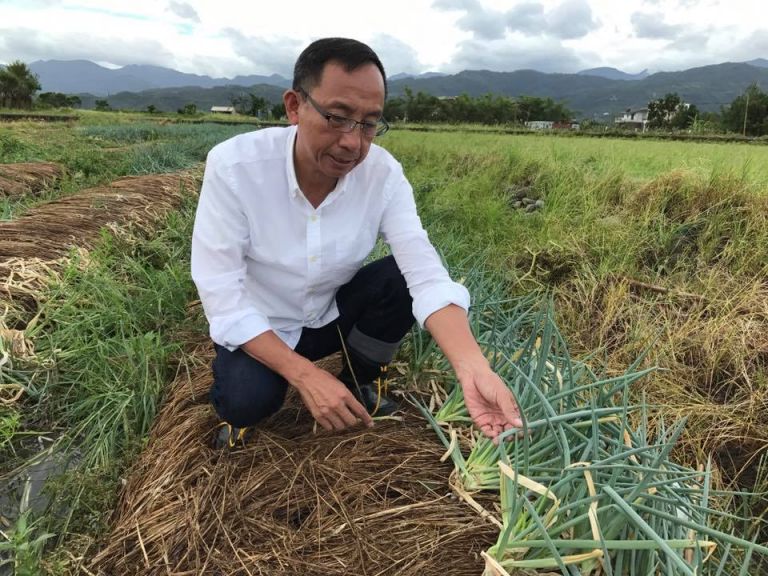 深秋青蔥疫病好發季節 農改場呼籲農民注意防範