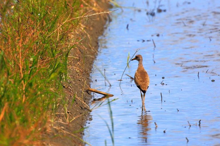 羅東林管處與田董米合作 蘭陽溪口打造候鳥棲息新樂園
