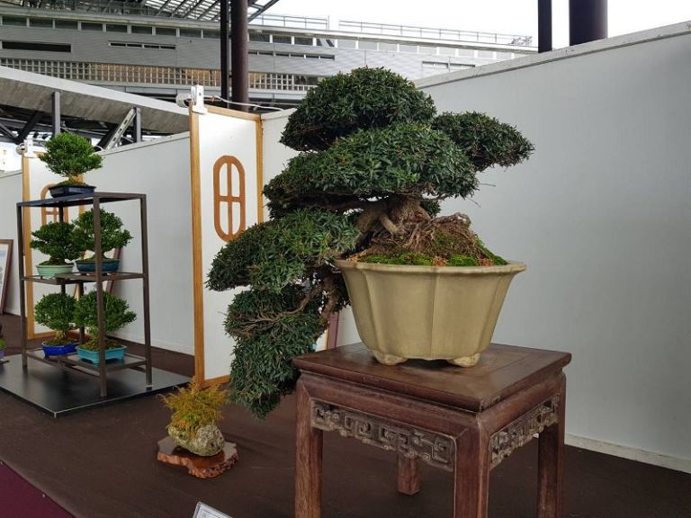 蘭陽盆栽協會文化工場舉辦盆栽成果展