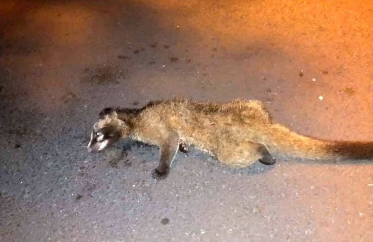 果子狸橫屍馬路 善心人士代為收屍