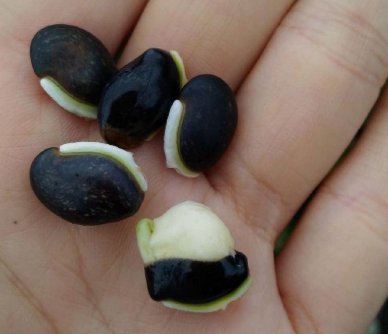 美麗堅強的鵲豆 頗具開發成夏季蔬菜潛力