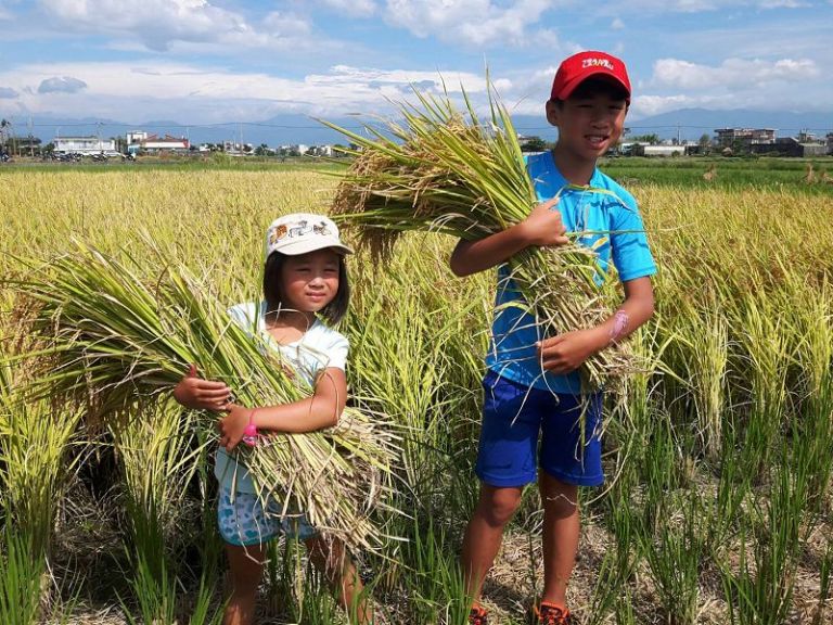 五結割稻趣呷五頓 回味農家傳統生活
