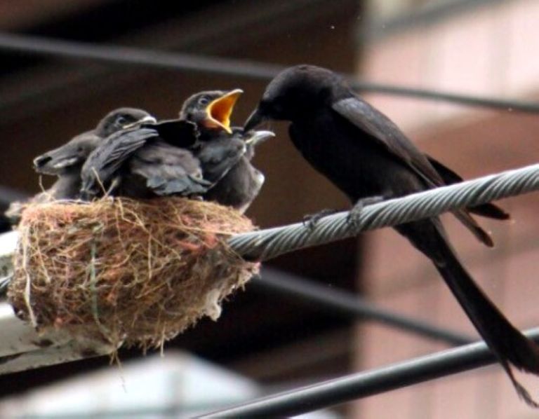烏秋築巢造成電線走火 所幸未釀成意外
