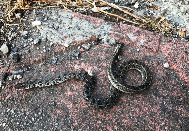 嚇死人了是龜殼花！公車站牌下現蛇蹤