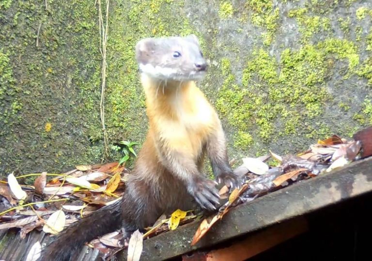 超萌黃喉貂來打卡囉 林管處建構野生動物安全通道【影音新聞】