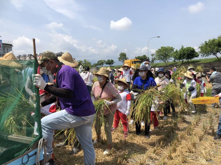 粒粒皆辛苦 羅東鎮立幼兒園下田割稻趣【影音新聞】