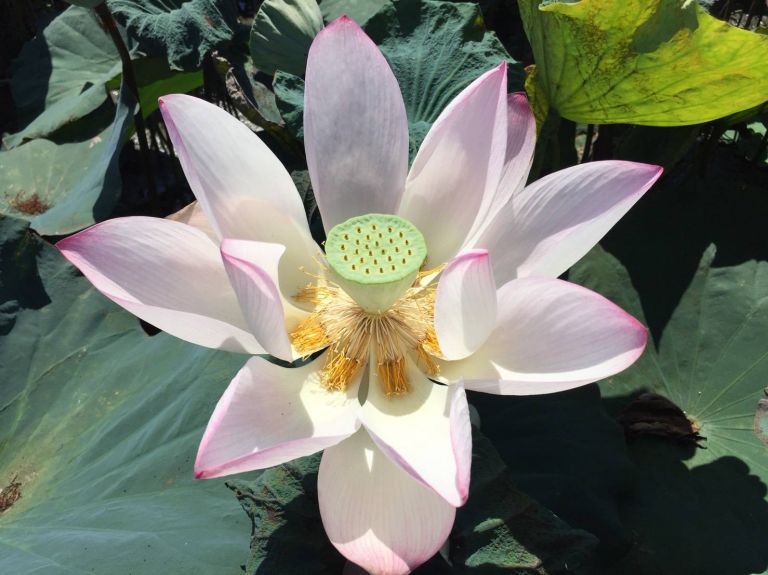 夏日去暑聖品 冬山荷花蓮子盛產