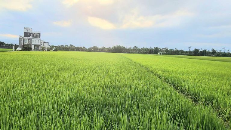 三星公所與農會攜手合資 補助休耕農戶五成綠肥