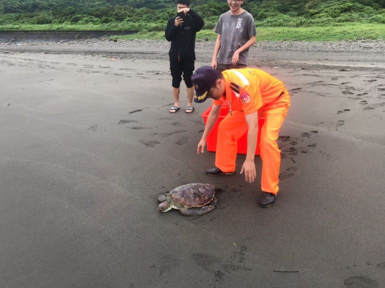 闊別人類  綠蠵龜「壯壯」回家囉!【影音新聞】