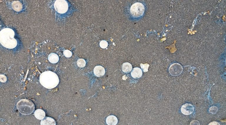 外澳海灘灑落滿地硬幣？當心！是錢幣水母來襲