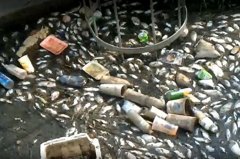 抽水站引水幹道驚見魚群暴斃．縣府假日急速處理村長稱讚【影音新聞】