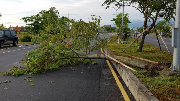 雷雨交加路樹也被「嚇」倒