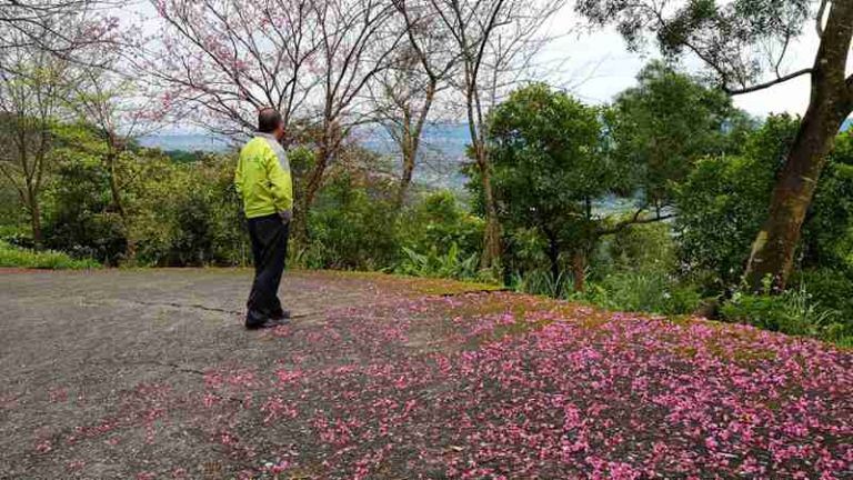 走紅毯賞櫻花  燈篙林道好風光