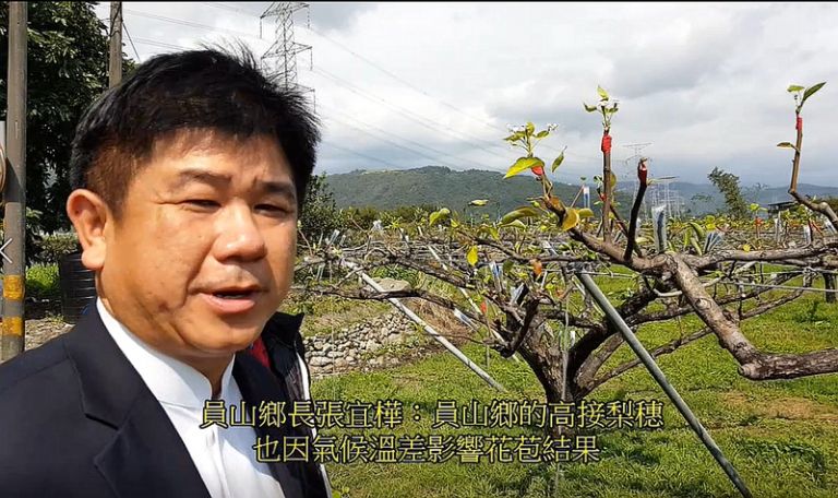 員山鄉長張宜樺為員山梨農發聲．籲請農委會比照羅東鎮辦理