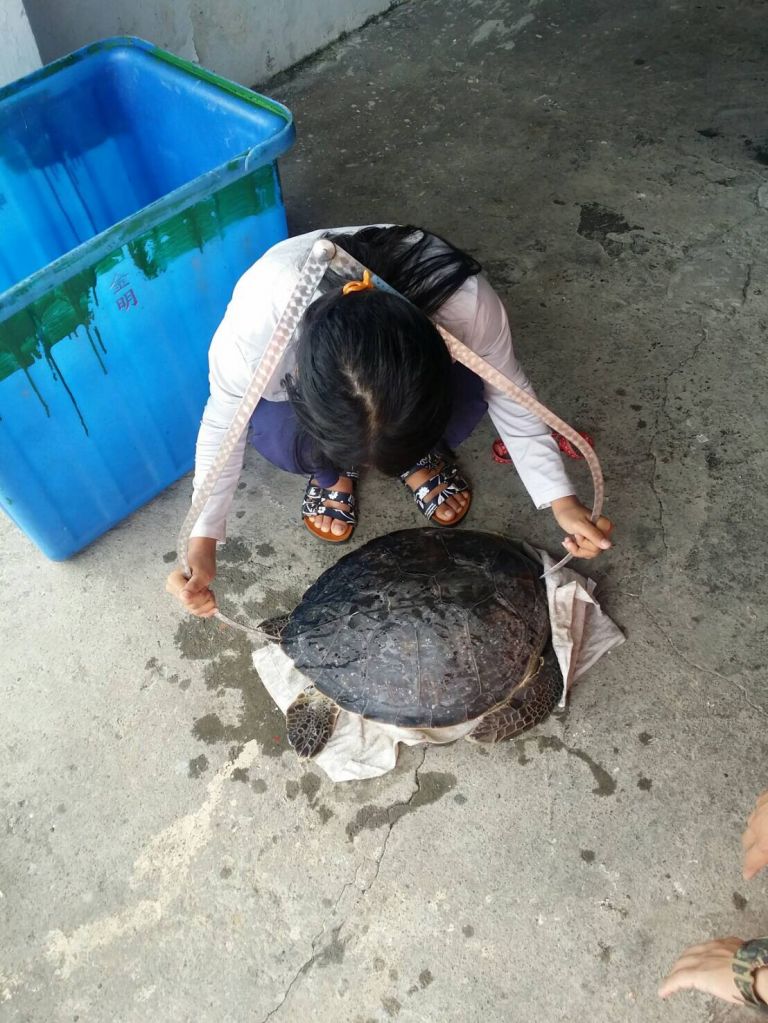 大里漁船救獲誤闖漁網之海龜