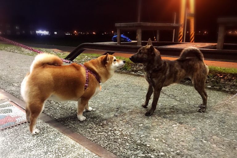 毛主人請注意 ! 請做好犬貓絕育或申報 以避免受罰