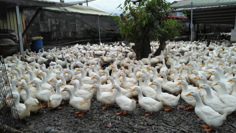 為防禽流感  縣府協助家禽業者圍網、快篩，建立監測機制