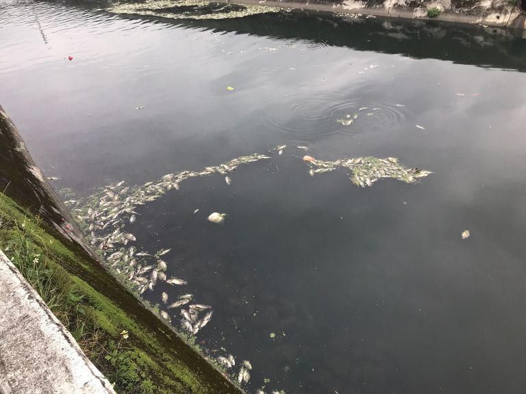 礁溪瓦窯橋魚群死亡    初判應是水溶氧過低