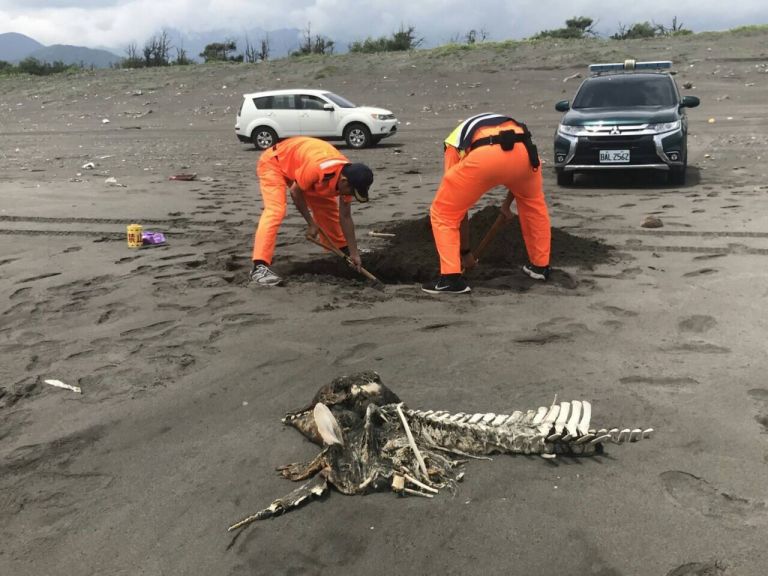 年邁瓶鼻海豚陳屍沙灘    海巡署協助採樣安葬