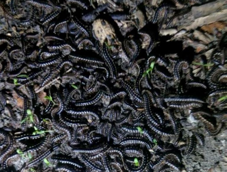 冬山鄉百萬馬陸入侵民宅 嚇壞當地民眾