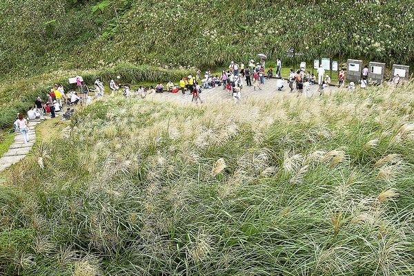 2023草嶺古道芒花季～共賞秋芒詩意濃